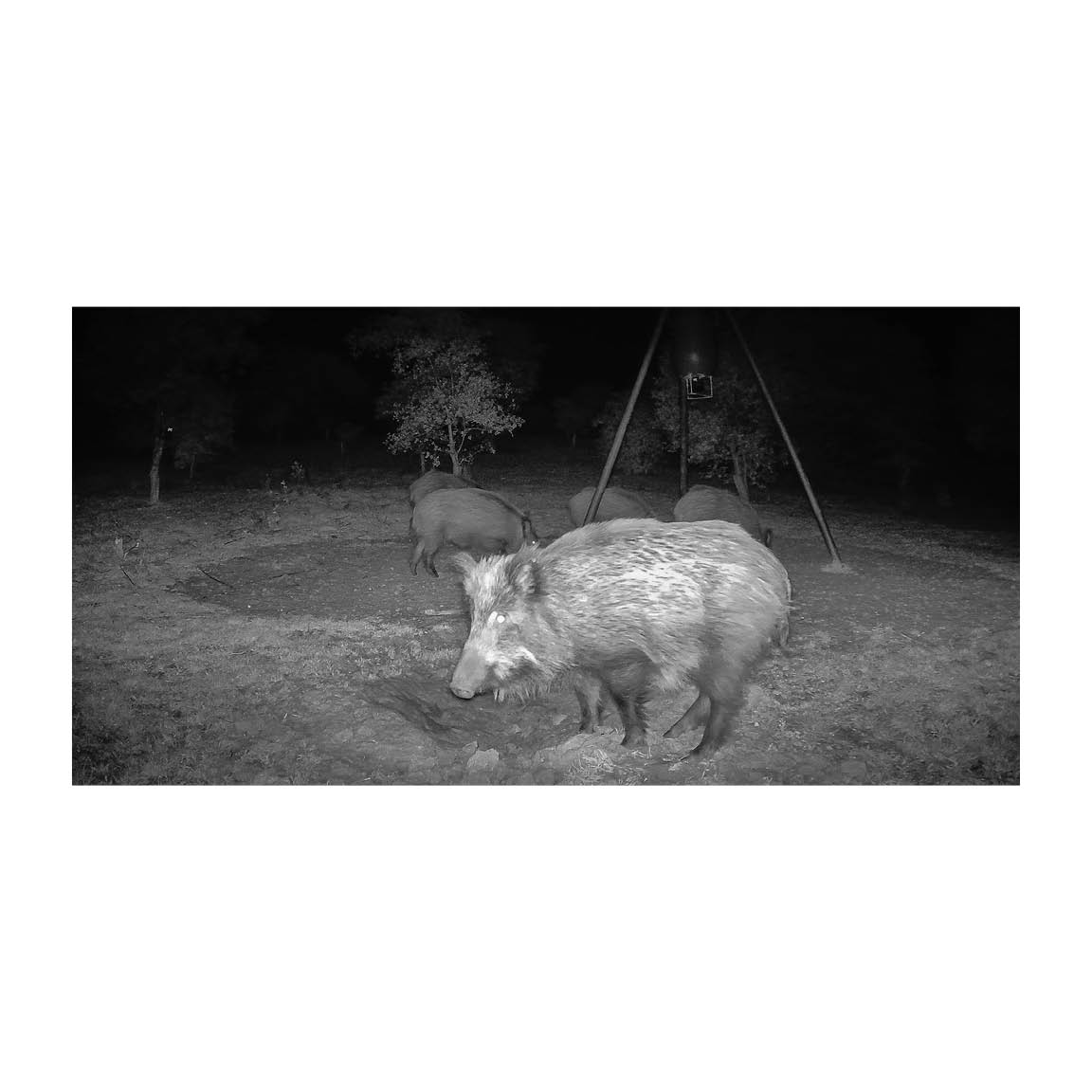 Plantilla fotografías de producto optimizadas para web GardePro50 Cámara de caza GardePro X80 4K